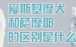 爱斯基摩犬和萨摩耶的区别是什么