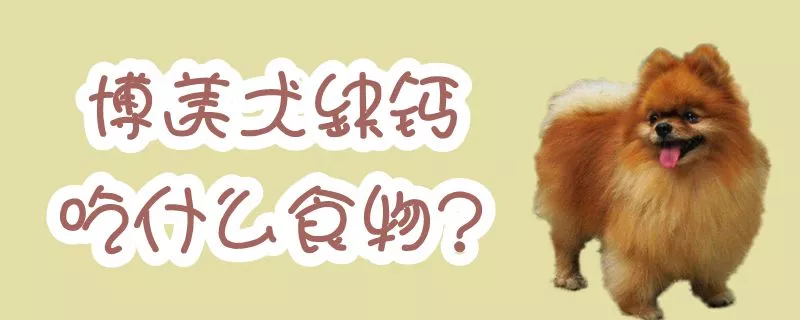 博美犬缺钙吃什么食物