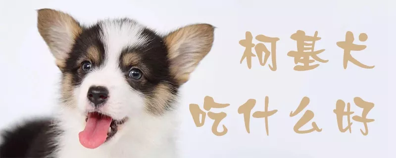 柯基犬吃什么好1