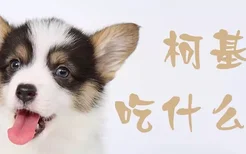 柯基犬吃什么好