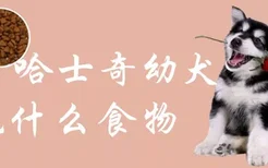 哈士奇幼犬吃什么食物