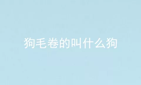 狗毛卷的叫什么狗