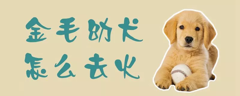 金毛幼犬怎么去火1