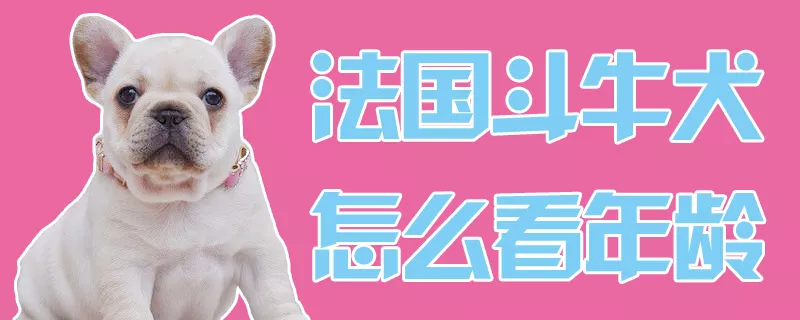 法国斗牛犬怎么看年龄