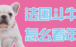 法国斗牛犬怎么看年龄