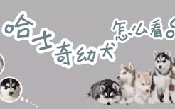 哈士奇幼犬怎么看品相