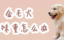 金毛犬体味重怎么办