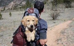 伪狂犬病怎么检测 伪狂犬病也会死的！