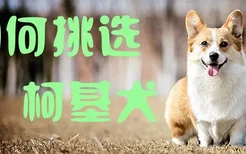 如何挑选柯基犬