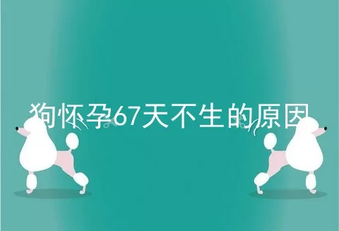 狗怀孕67天不生的原因