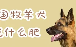 德国牧羊犬吃什么肥