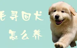 金毛寻回犬怎么养