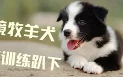 边境牧羊犬如何训练趴下