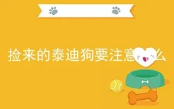 捡来的泰迪狗要注意什么