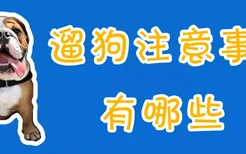 遛狗注意事项有哪些