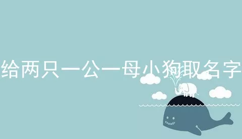 给两只一公一母小狗取名字