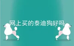 网上买的泰迪狗好吗