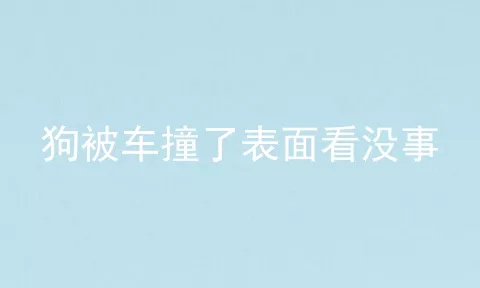 狗被车撞了表面看没事