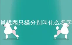 肖战两只猫分别叫什么名字