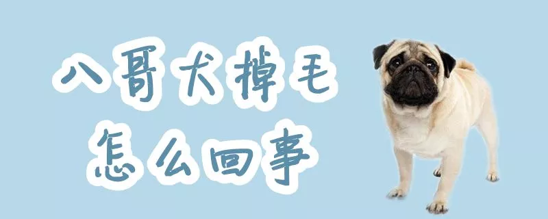 八哥犬掉毛怎么回事