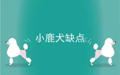 小鹿犬缺点