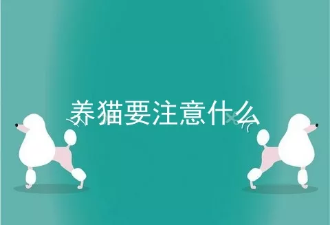 养猫要注意什么