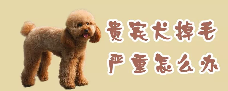 贵宾犬掉毛严重怎么办