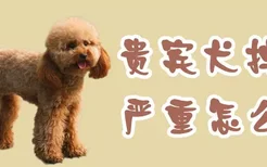 贵宾犬掉毛严重怎么办