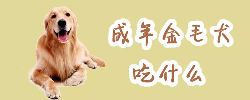 成年金毛犬吃什么