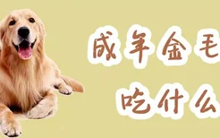 成年金毛犬吃什么