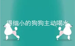 得细小的狗狗主动喝水