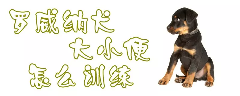 罗威纳犬大小便怎么训练1