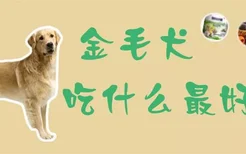 金毛犬吃什么最好