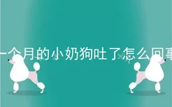 一个月的小奶狗吐了怎么回事