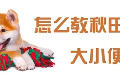 怎么教秋田犬大小便