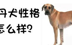 大丹犬的性格好不好