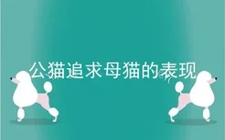 公猫追求母猫的表现