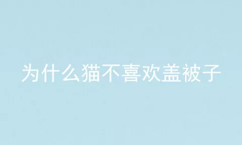 为什么猫不喜欢盖被子