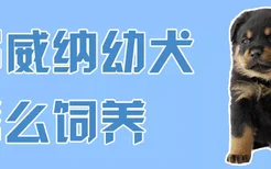 罗威纳幼犬怎么饲养