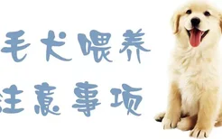 金毛犬喂养注意事项