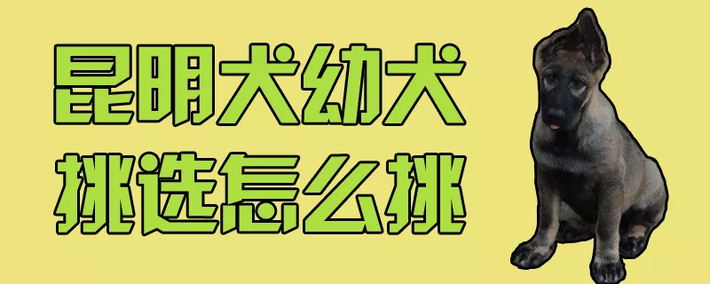 昆明犬幼犬挑选怎么挑