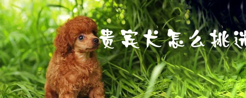 贵宾犬怎么挑选1