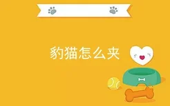 豹猫怎么夹