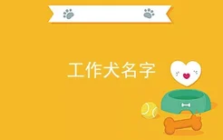 工作犬名字