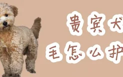 贵宾犬毛怎么护理