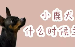 小鹿犬什么时候立耳