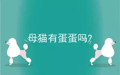 母猫有蛋蛋吗?