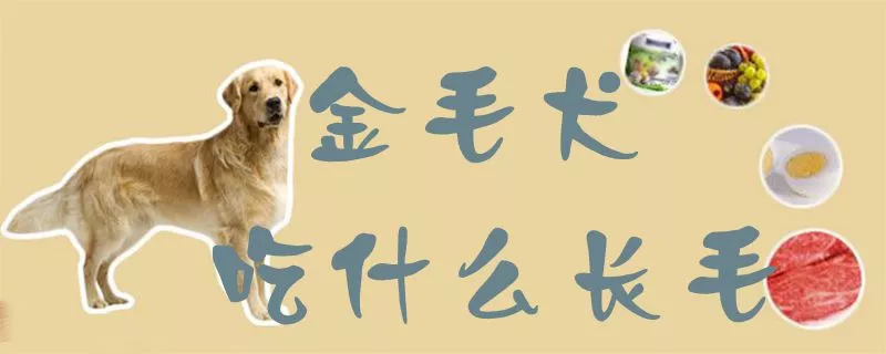 金毛犬吃什么长毛1