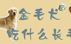 金毛犬吃什么长毛