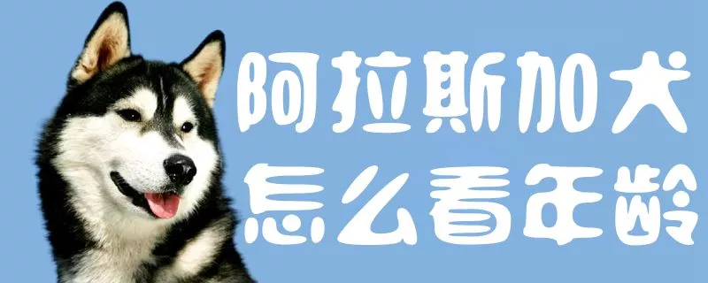 阿拉斯加犬怎么看年龄1